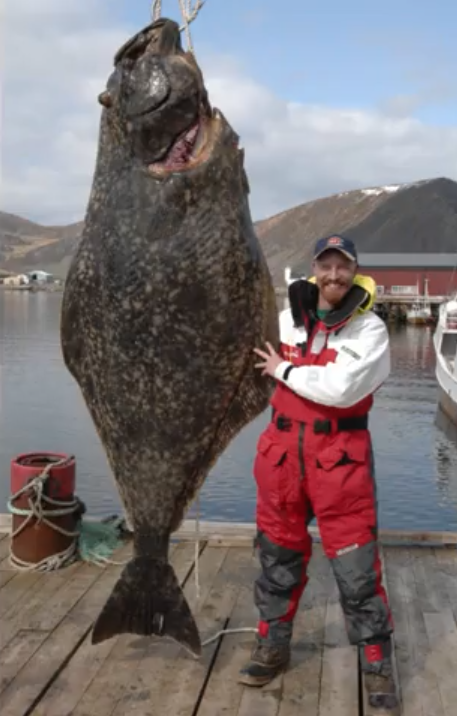 Monsterfisk, rekord, Rocka, Fisk